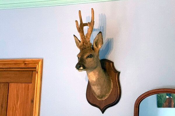 http://Duke's%20Lodge%20-%20Gun%20Room%20deer's%20head