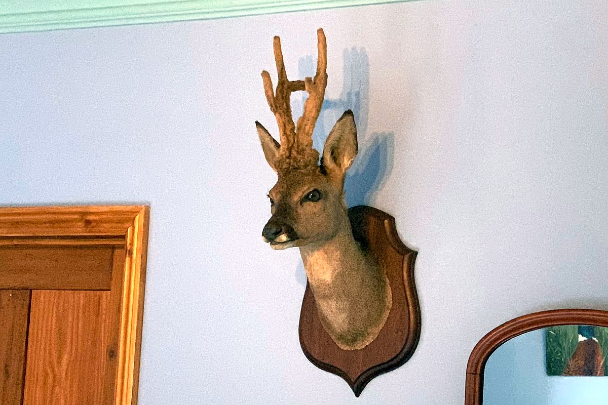 http://Duke's%20Lodge%20-%20Gun%20Room%20deer's%20head